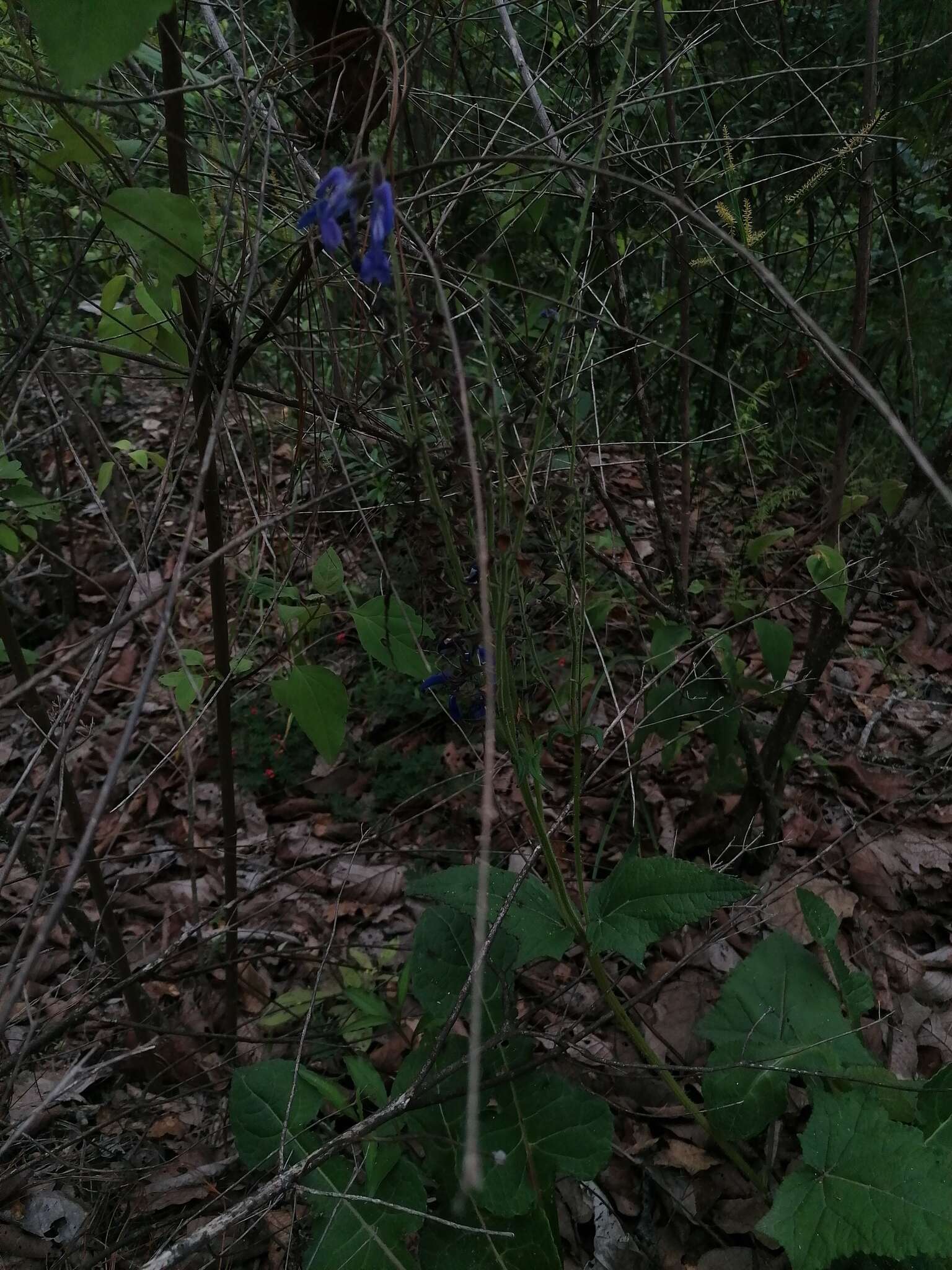 Salvia vitifolia Benth. resmi