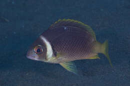 Image of Igcar monocle bream