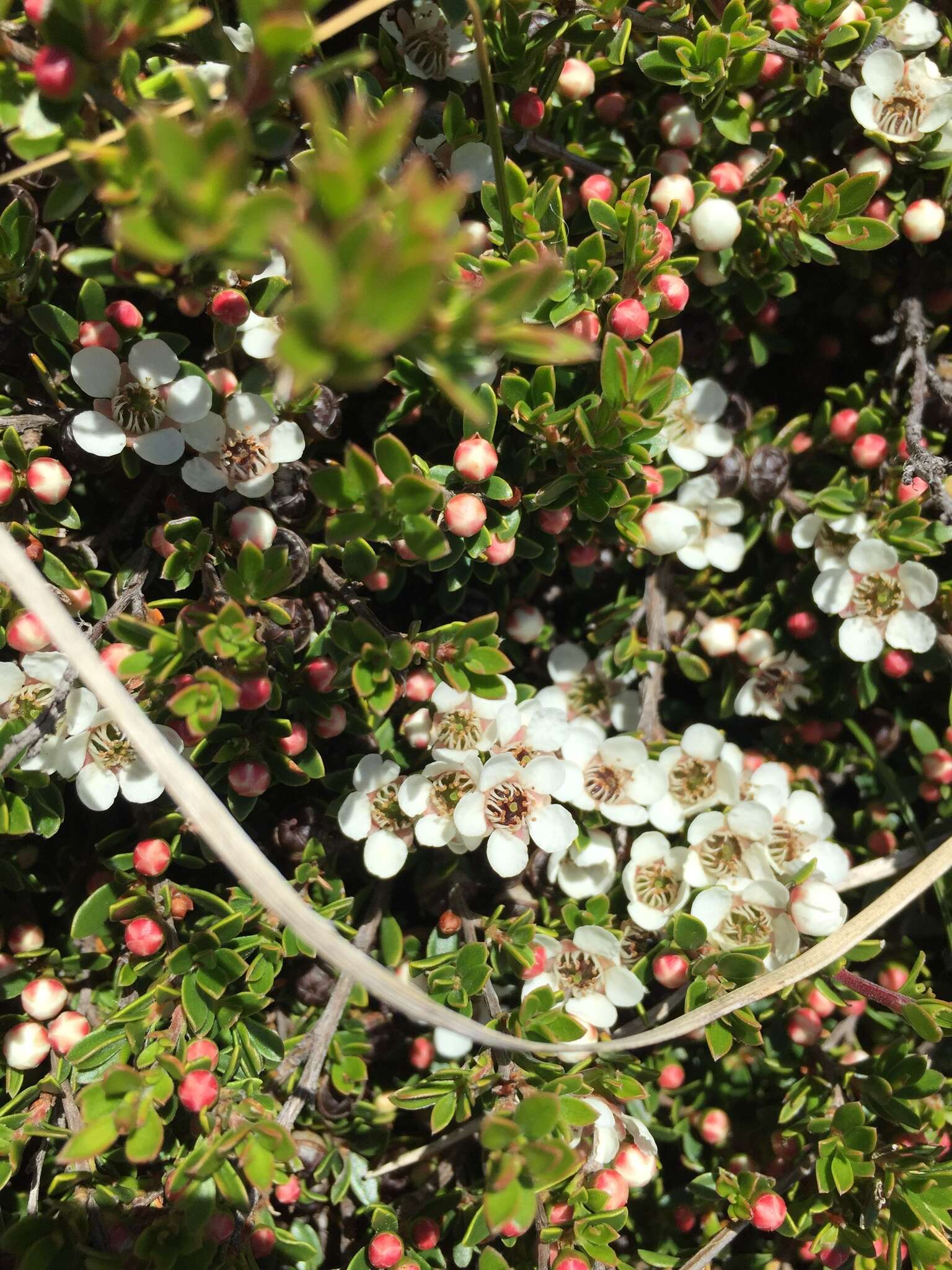 Sivun Leptospermum rupestre Hook. fil. kuva