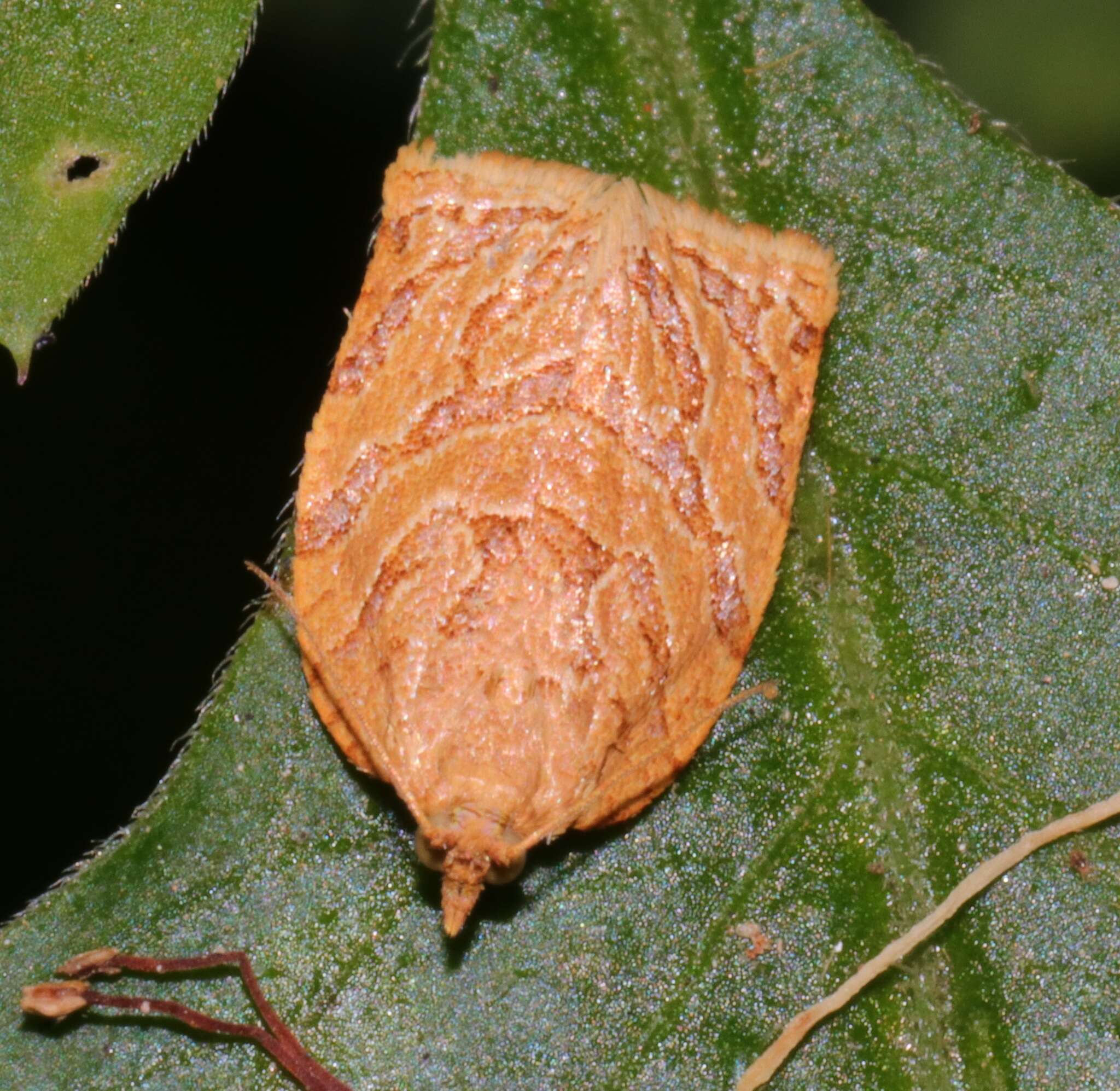 Image of Appleleaf-curling moth