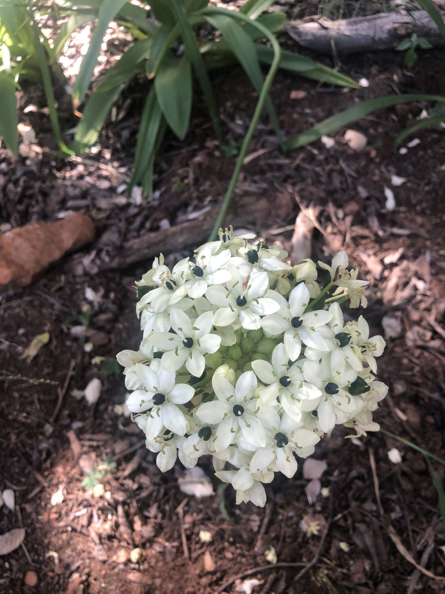 Слика од Ornithogalum saundersiae Baker