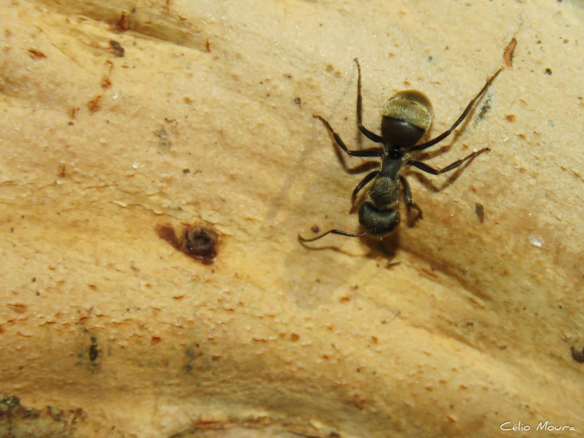 Plancia ëd Camponotus arboreus (Smith 1858)