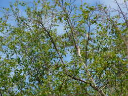 Image of Red-eyed Vireo