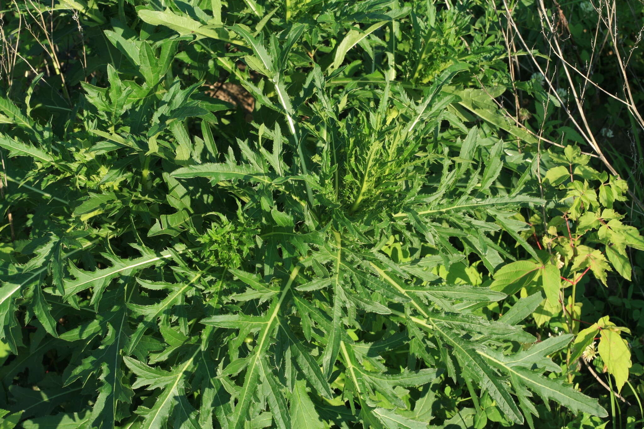 Image of Cirsium pendulum Fisch. ex DC.