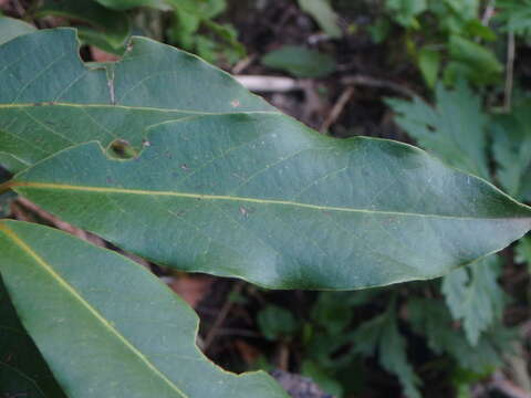 Image of Laurus novocanariensis Rivas Mart., Lousã, Fern. Prieto, E. Días, J. C. Costa & C. Aguiar