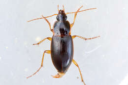 Image de Calathus (Neocalathus) ingratus Dejean 1828