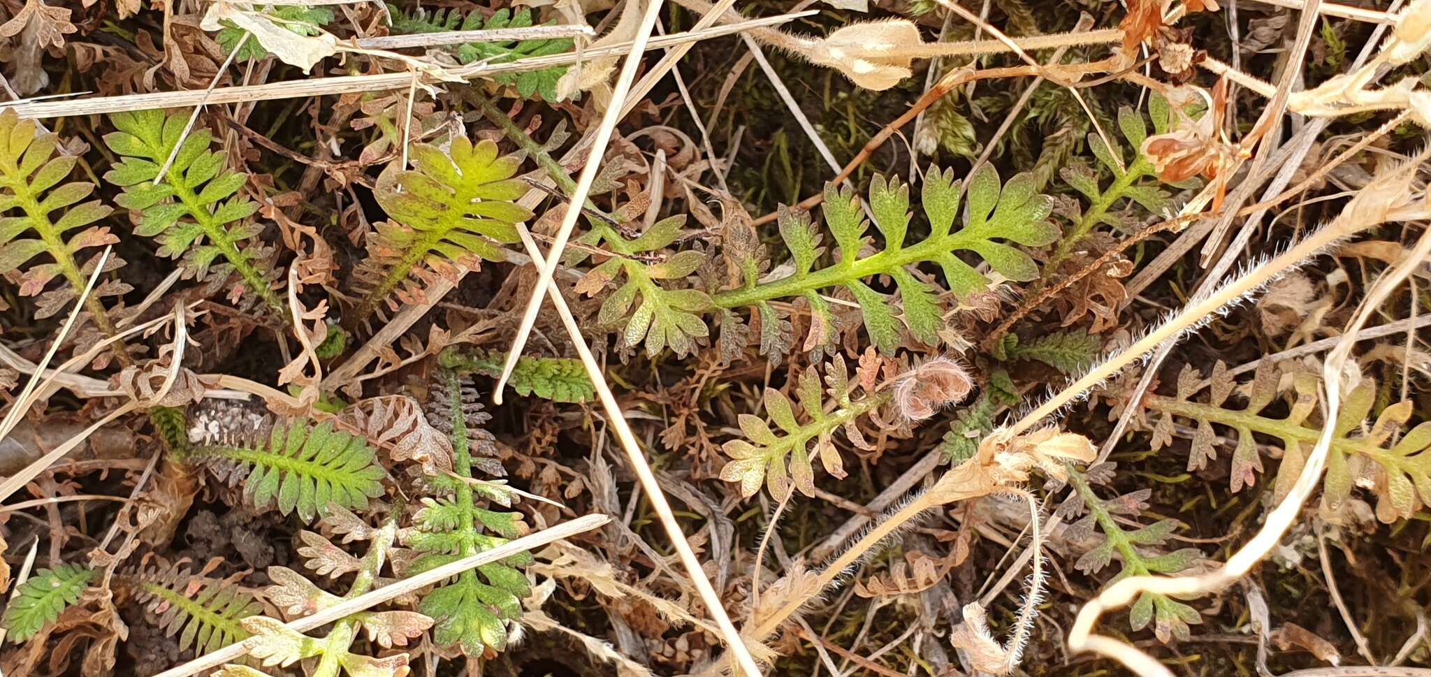 Image of Leptinella minor Hook. fil.