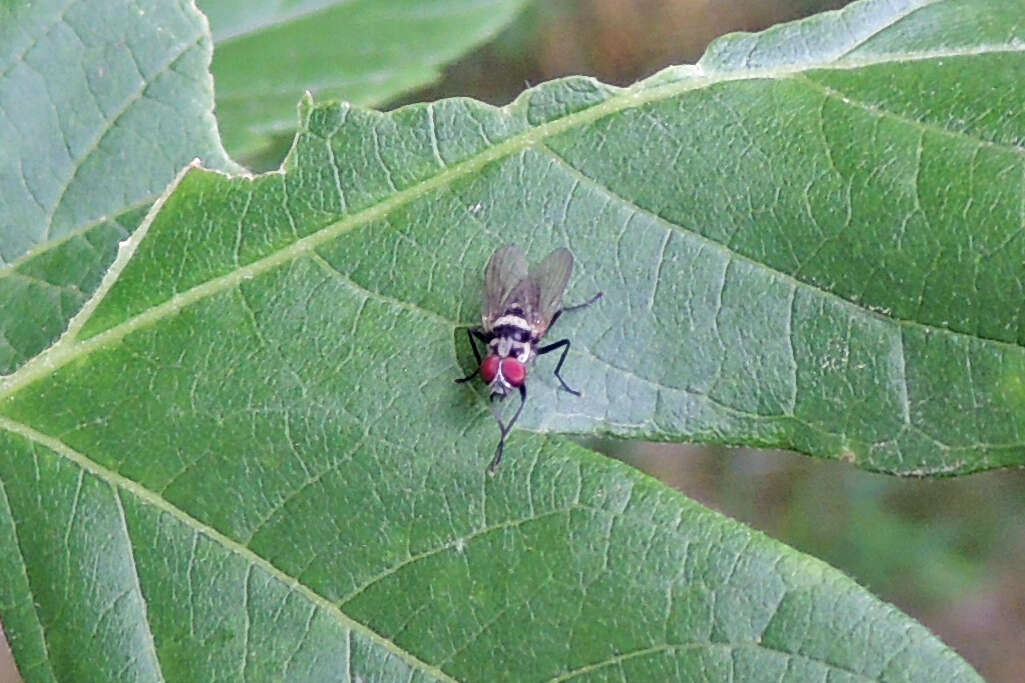 Image of Anthomyia oculifera Bigot 1885