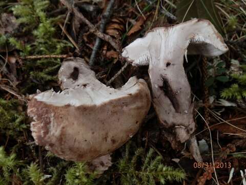 Image of Phellodon violascens