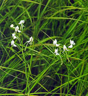 Habenaria linearifolia Maxim. resmi