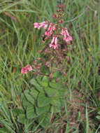 Image of Diascia purpurea N. E. Br.