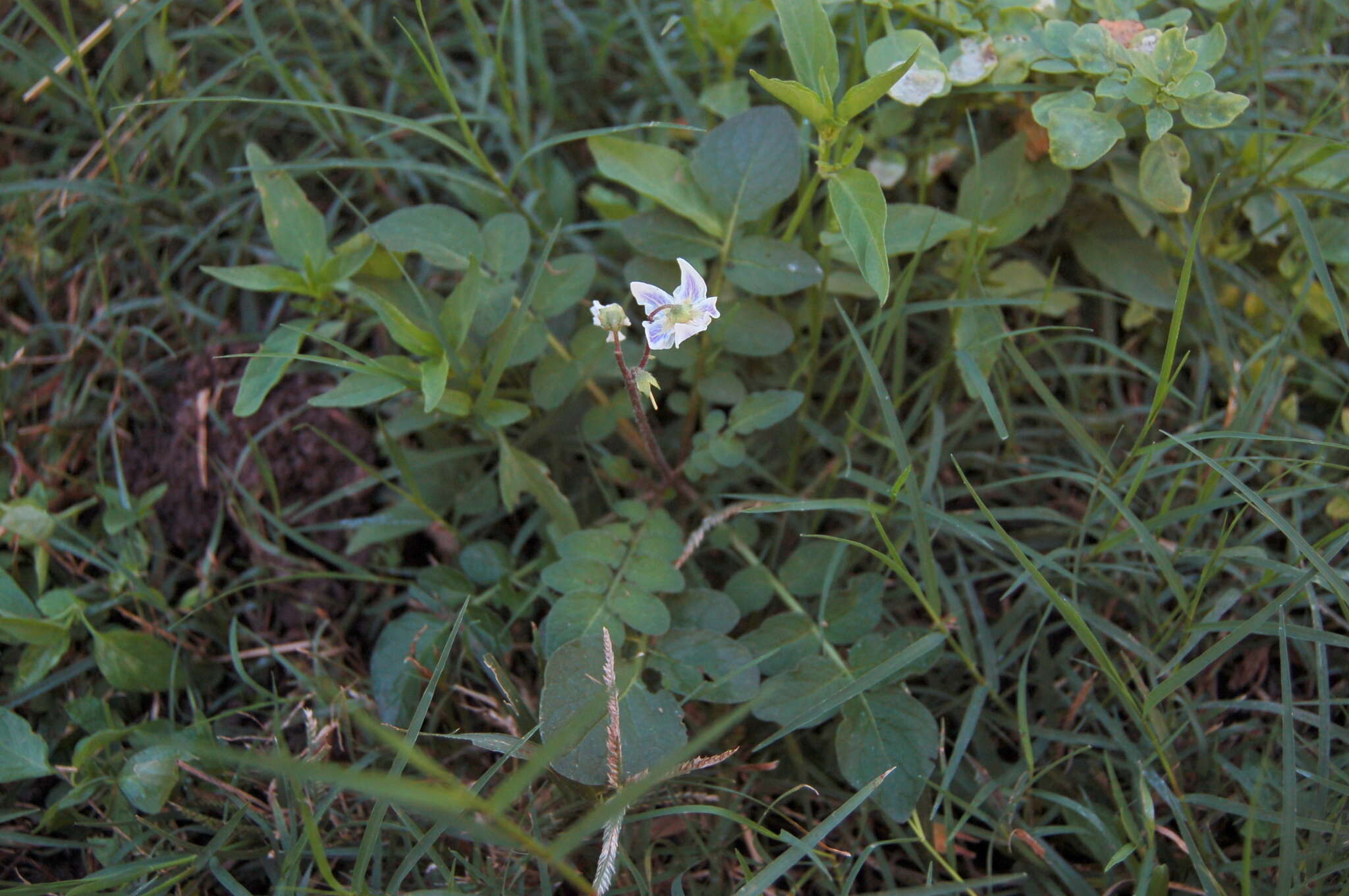 Image of Solanum chacoense Bitter