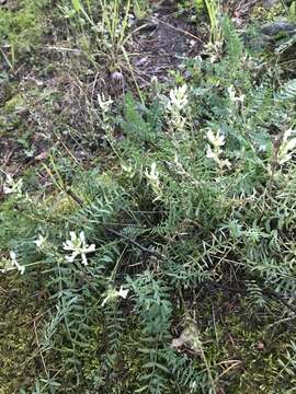 Image of Oxytropis baicalia (Pall.) Pers.