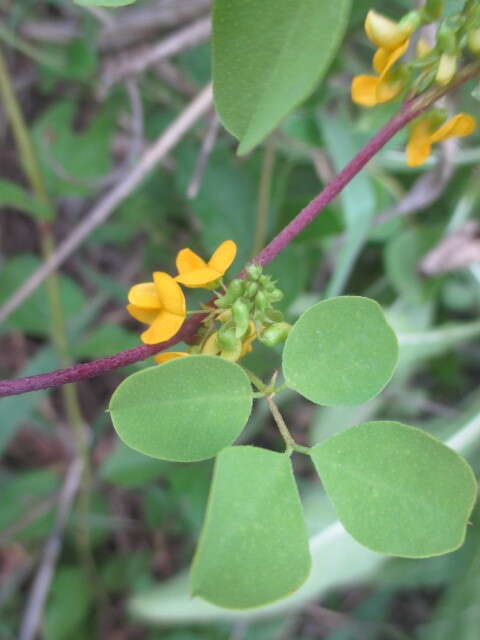 Image of Poiretia punctata (Willd.) Desv.