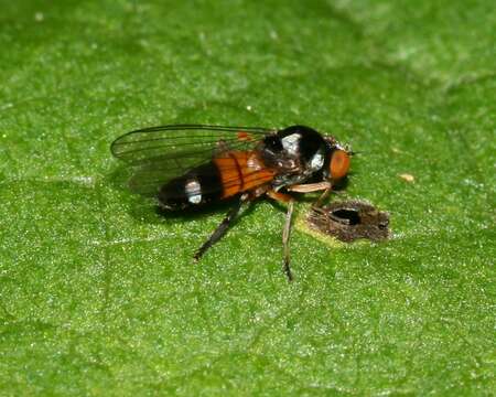 Image of Callomyia amoena Meigen 1824