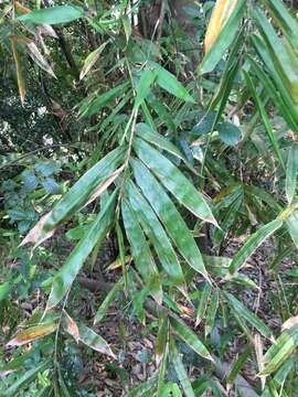 Bambusa pachinensis Hayata resmi