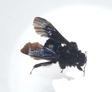 Image of Bombus morio (Swederus 1787)