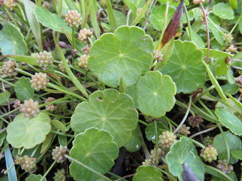 Image of Marsh Pennywort