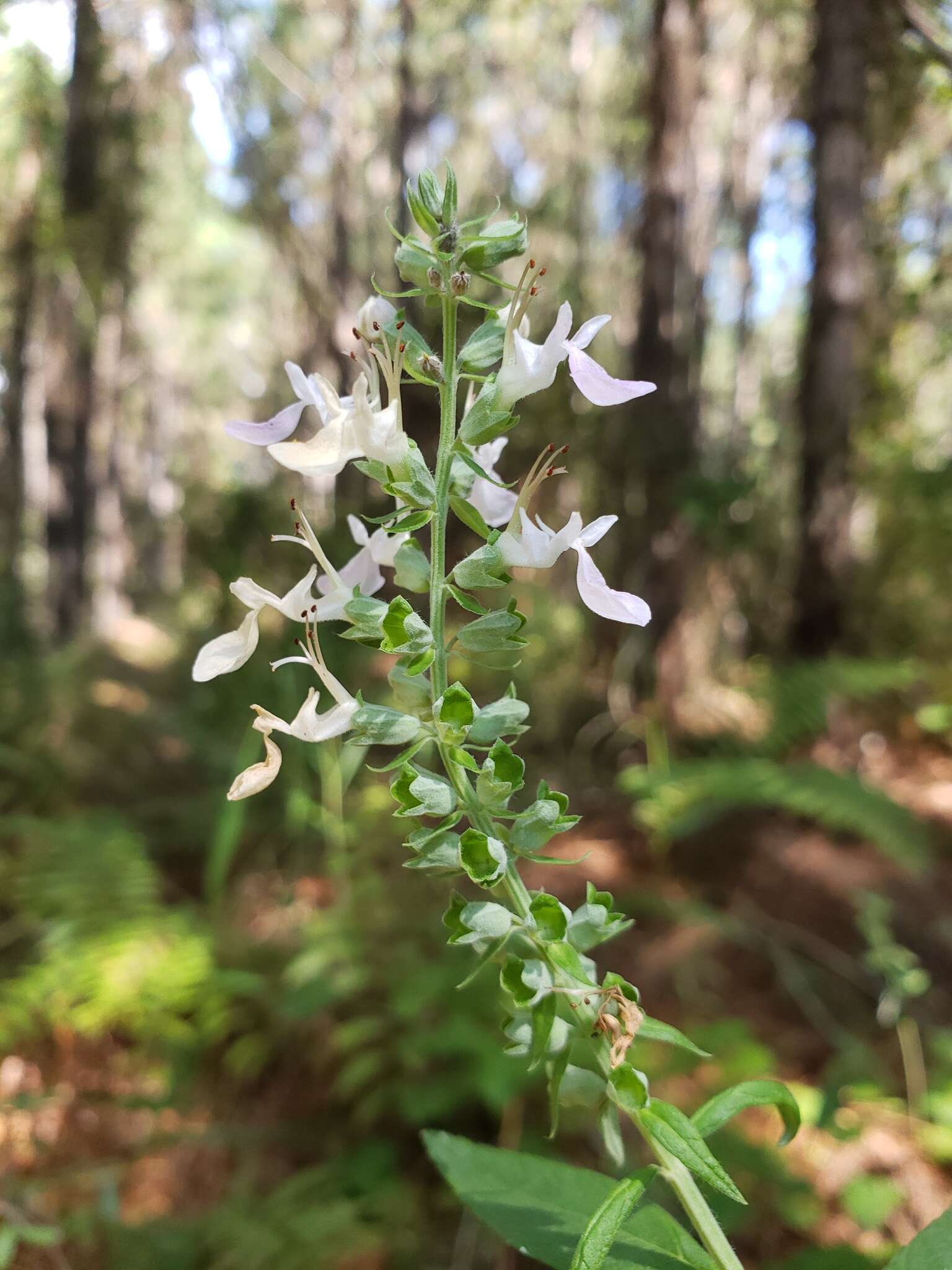 Image of Canada germander