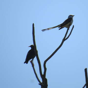 Image of Scissor-tailed Flycatcher