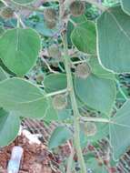 Image of paper mulberry