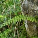 Image of Vandenboschia auriculata (Bl.) Copel.