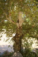 Image of Platanus gentryi Nixon & J. M. Poole