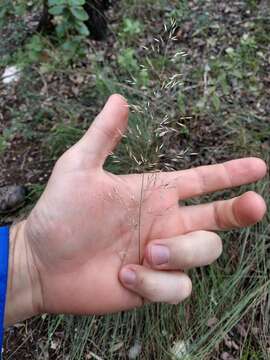 Plancia ëd Muhlenbergia involuta Swallen