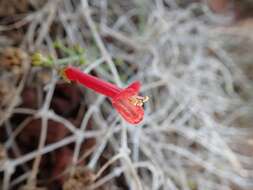 Image of Baja bush snapdragon