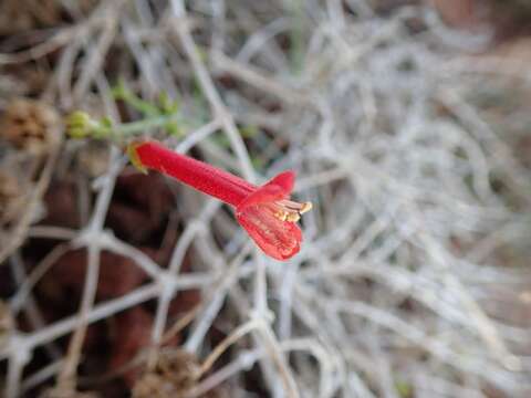 Image of Baja bush snapdragon