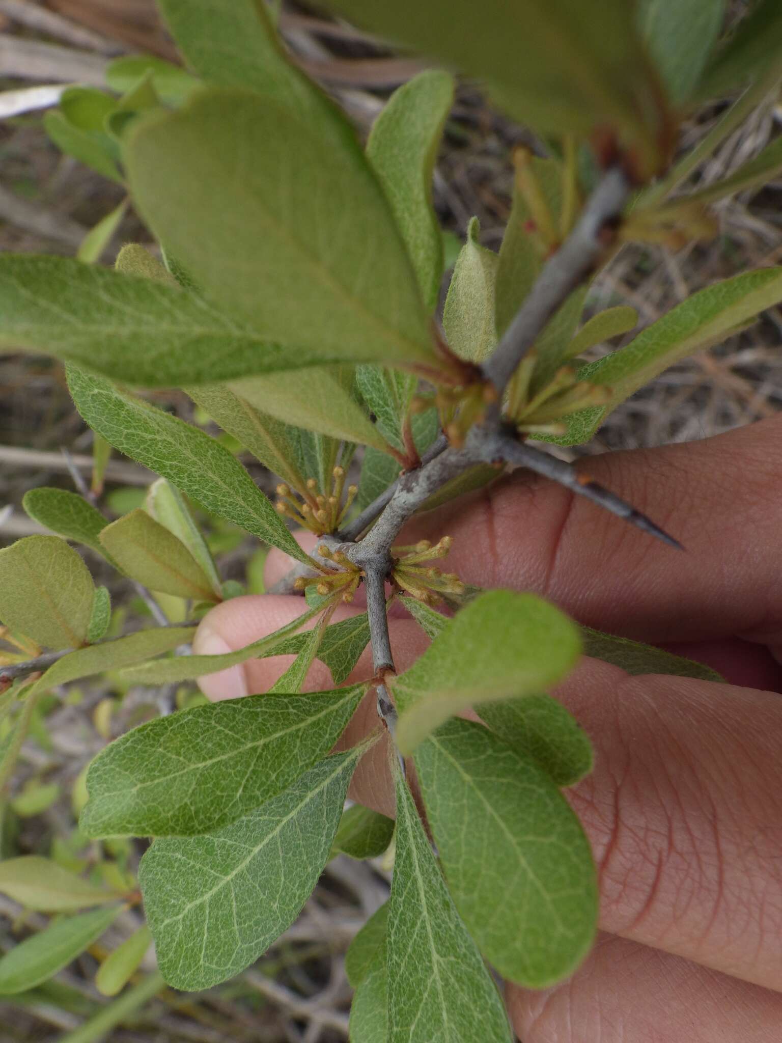 Image de Sideroxylon reclinatum subsp. austrofloridense (Whetstone) Kartesz & Gandhi