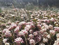 صورة Pimelea alpina F. Müll. ex Meissn.