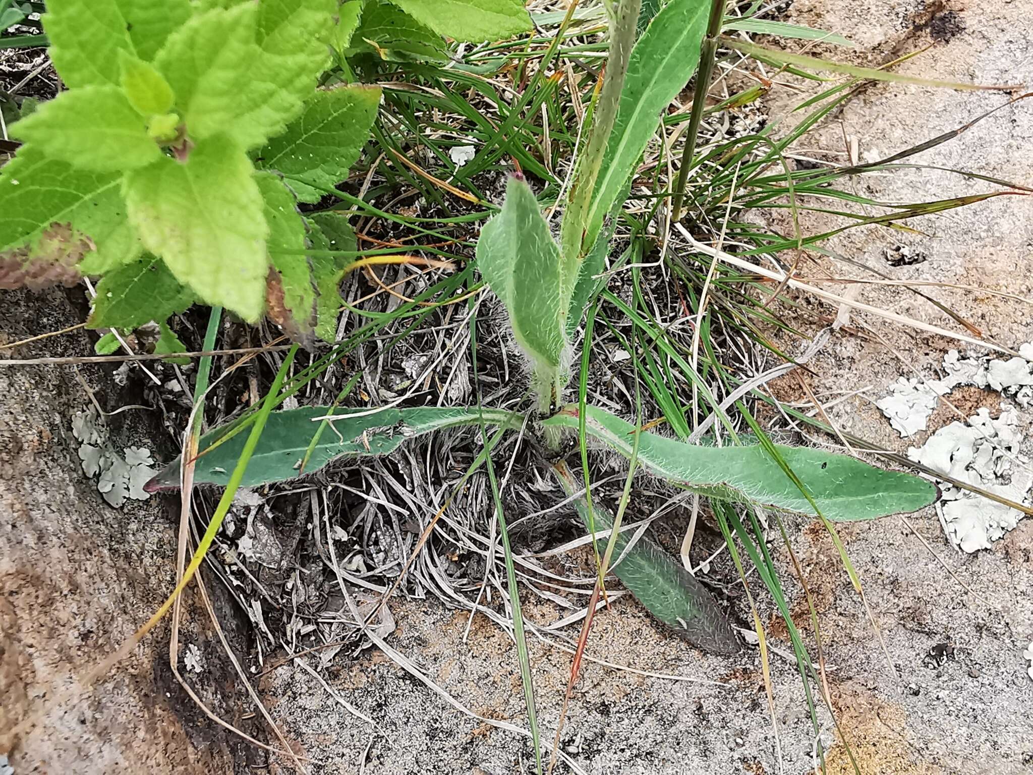 Image of Rusby's hawkweed