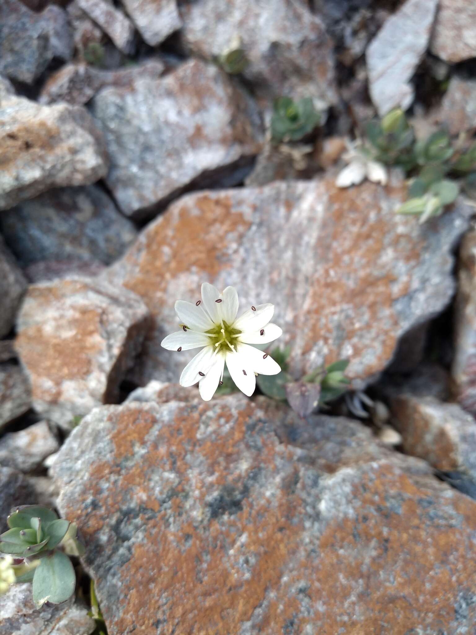 Image of Alaska starwort