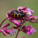 Слика од <i>Hycleus scabiosae</i>