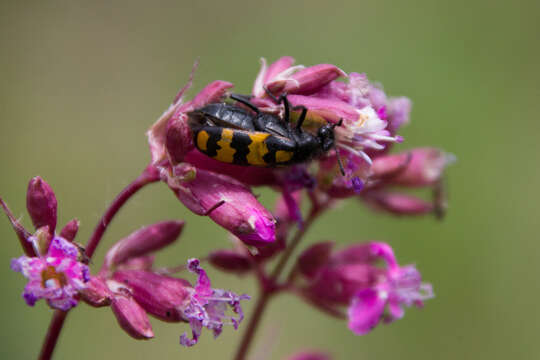 Image of <i>Hycleus scabiosae</i>