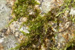 Imagem de Sematophyllum homomallum Brotherus 1925