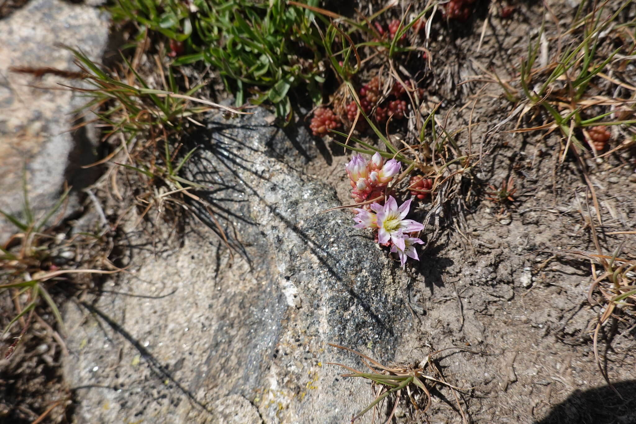 Imagem de Sedum candollei