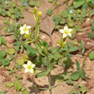 Image of Yellow centaury