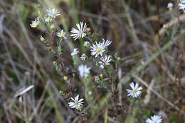 Image of Hall's aster