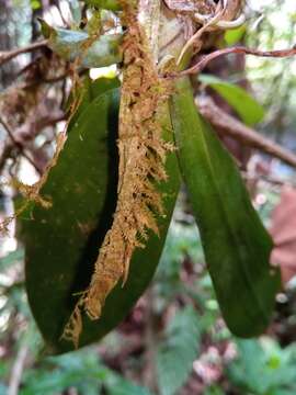 Image of Aerangis citrata (Thouars) Schltr.