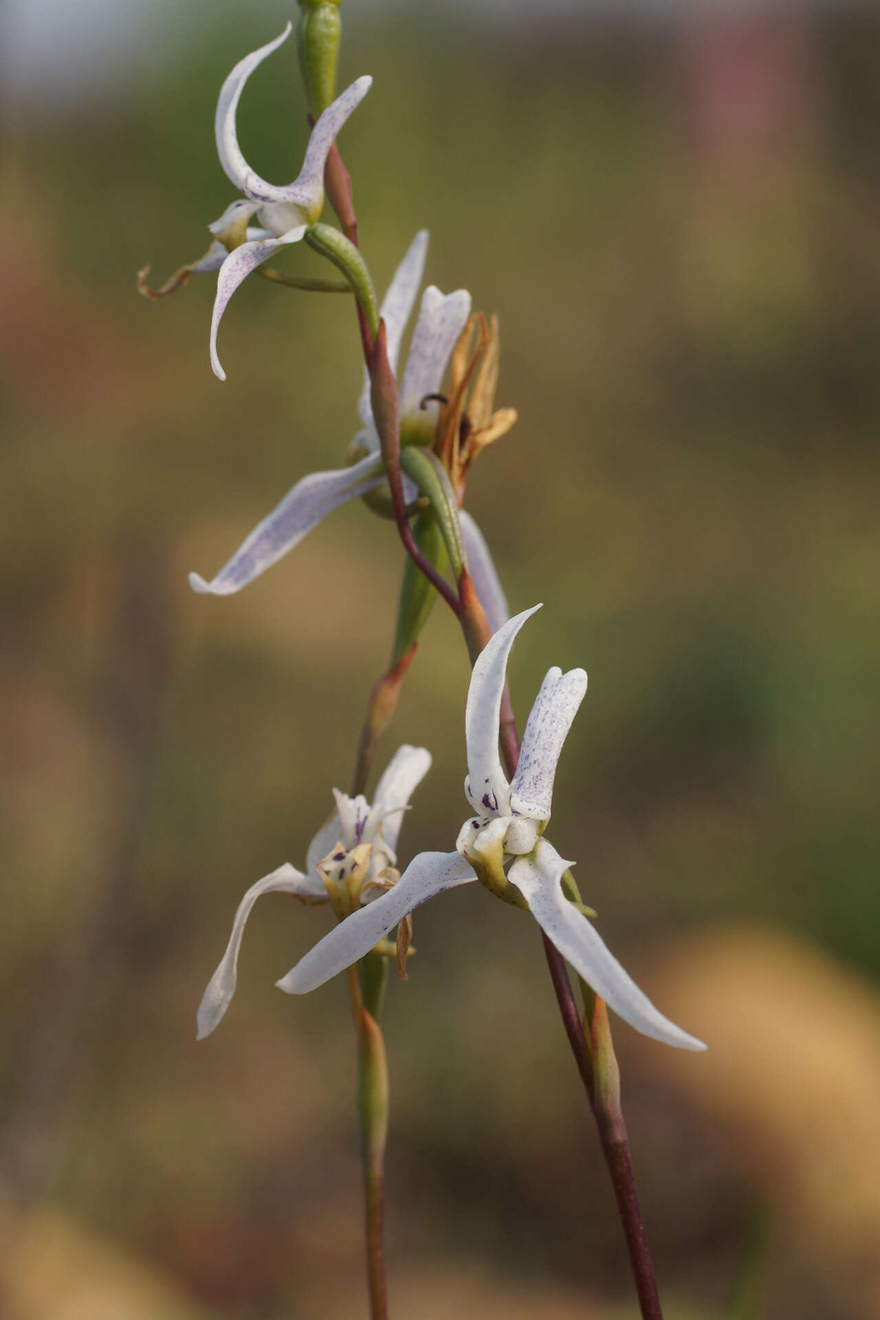 Image de Disa biflora (L.) Druce