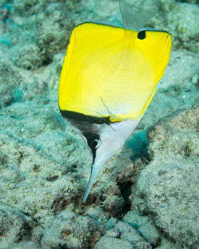 Image of Longnose butterflyfishes