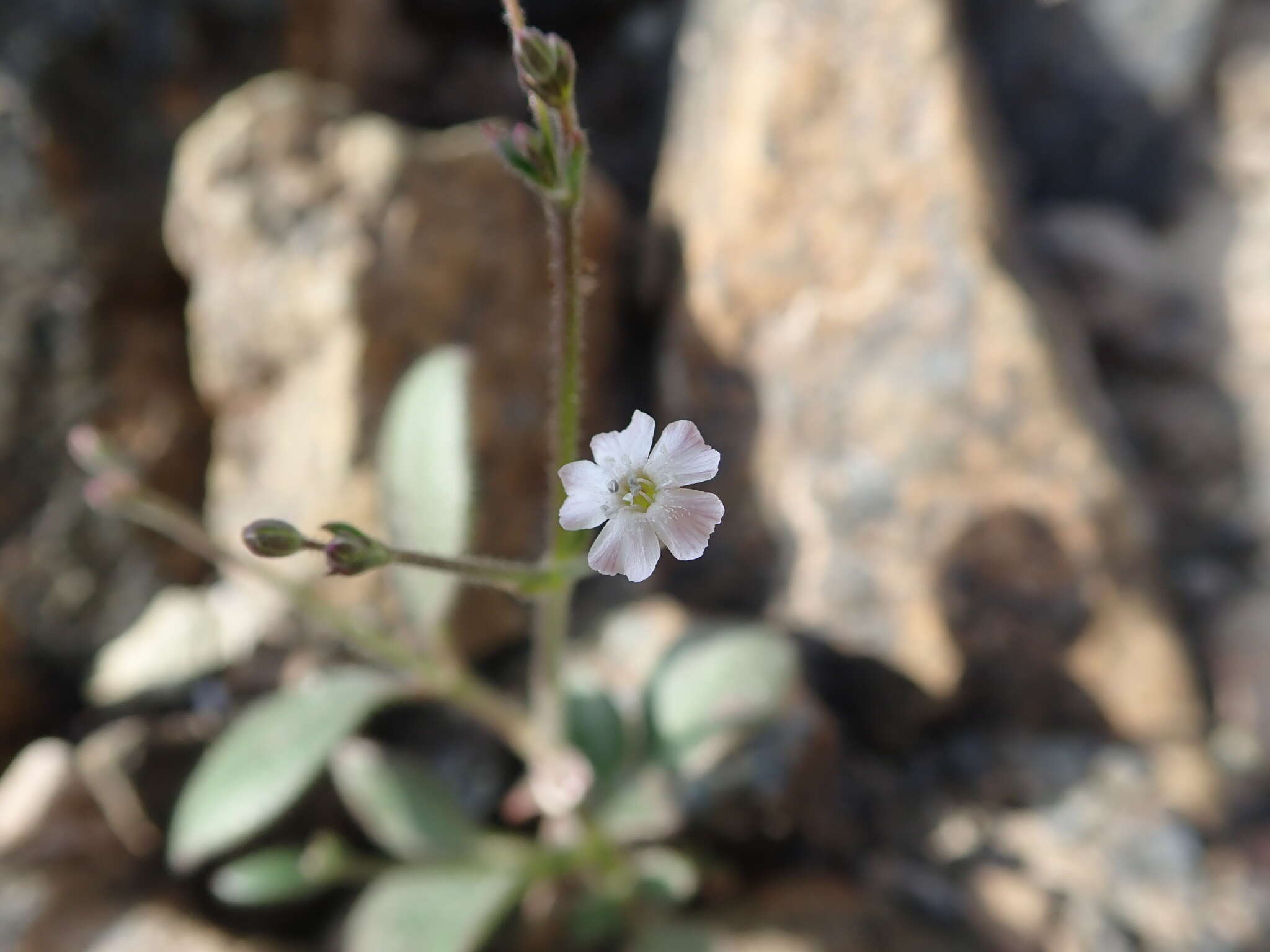 Image of Psammophiliella bellidifolia (Boiss.) S. S. Ikonnikov