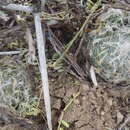 Слика од Haworthia bolusii var. bolusii