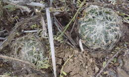 Image of Haworthia bolusii var. bolusii