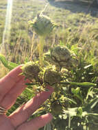 Image de Silphium albiflorum A. Gray