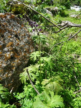 Image of Aconitum leucostomum Vorosh.