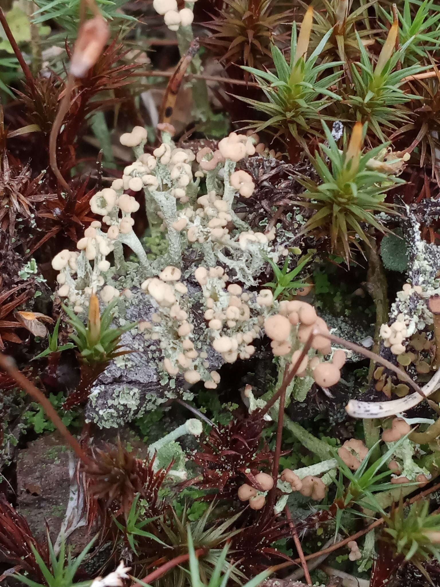 Image of cup lichen