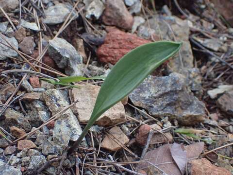 Image of Fritillaria mughlae Teksen & Aytaç